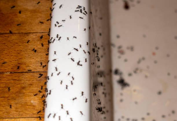 Best Termite Control Services  in Kirtland Af, NM