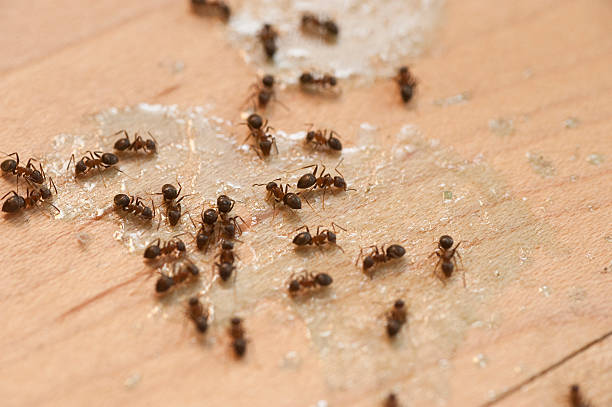 Best Flea Control Services  in Kirtland Af, NM